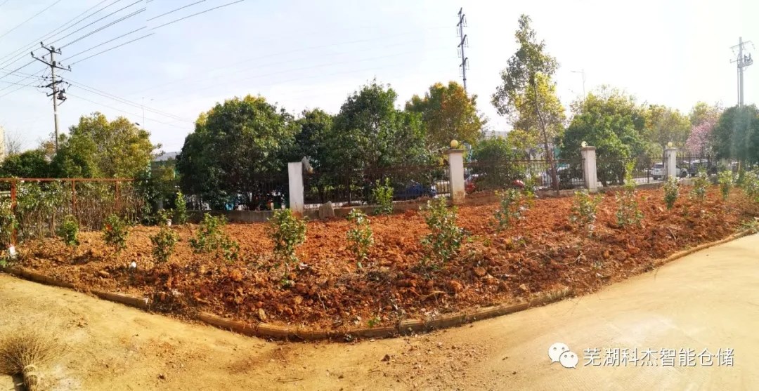 科杰公司種植樹木